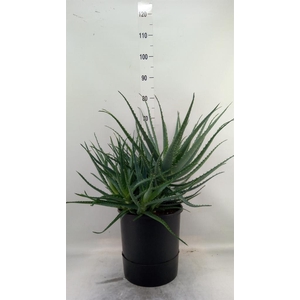 Aloe arborescens