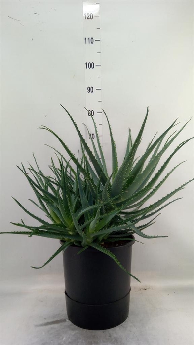 <h4>Aloe arborescens</h4>