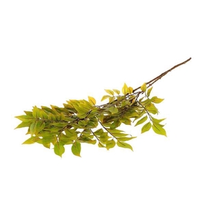 Branch Sambucus Leaf L110