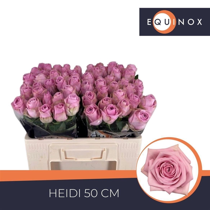 <h4>Rosa grootbloemig Heidi!</h4>