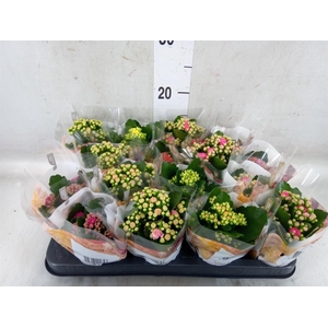 Kalanchoe blos. 'RoyalDon'   ..mix
