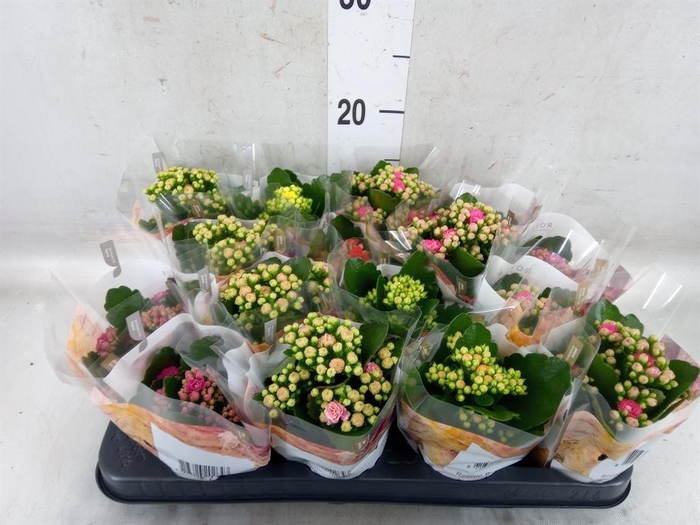 <h4>Kalanchoe blos. 'RoyalDon'   ..mix</h4>