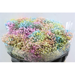 Gyps Pa. Rainbow Pastel