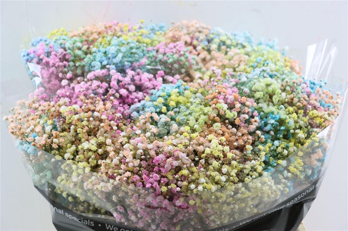 <h4>Gyps Pa. Rainbow Pastel</h4>