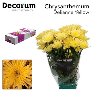 CHR T Delianne yellow DECORUM