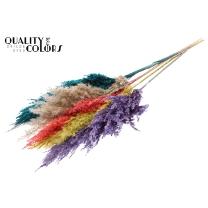 Pampas Grass 100cm 5st/bunch Colourful 5