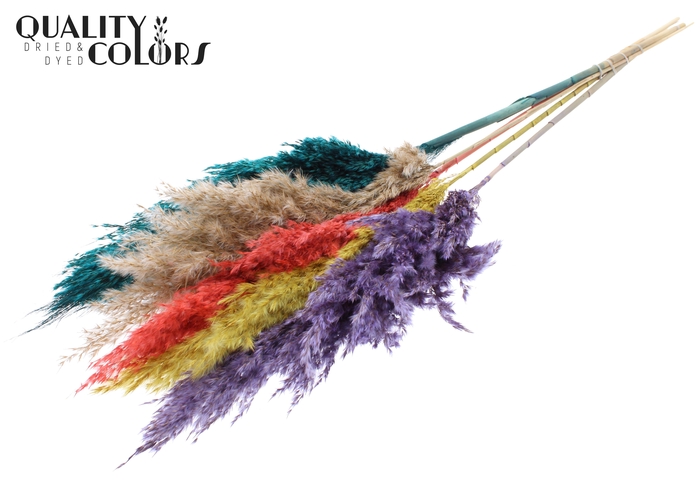 <h4>Pampas Grass 100cm 5st/bunch Colourful 5</h4>