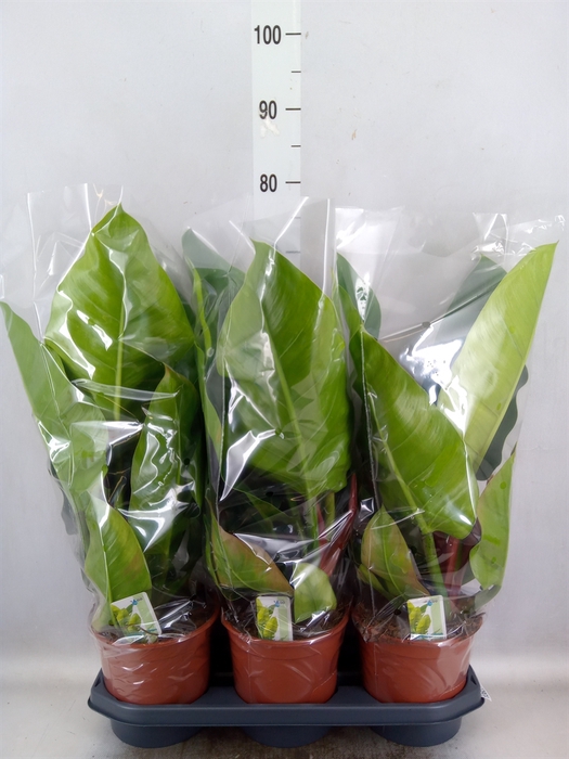 <h4>Philodendron  'Imperial Green'</h4>