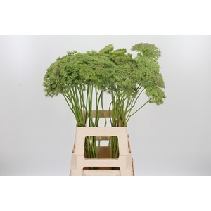 Ammi Majus Visnaga Zaad