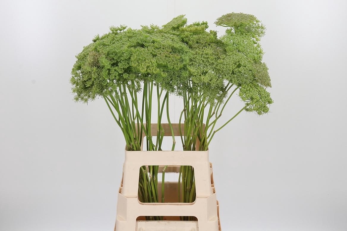 <h4>Ammi Majus Visnaga Zaad</h4>
