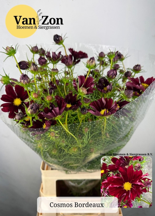 <h4>COSMOS BIPINNATUS</h4>