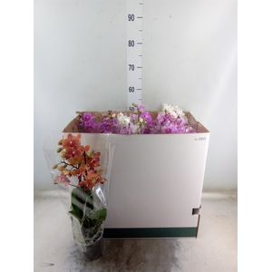 Phalaenopsis multi.   ...mix  8