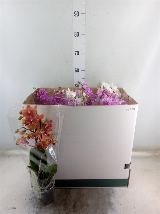 <h4>Phalaenopsis multi.   ...mix  8</h4>