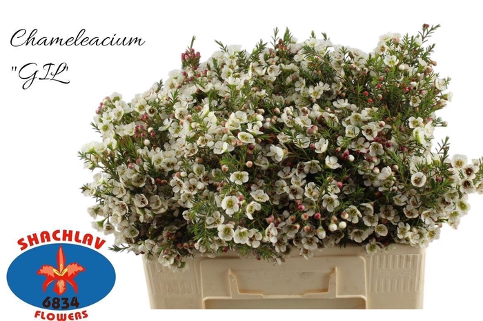 <h4>CHAME ME GIL</h4>