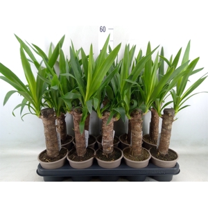 Yucca