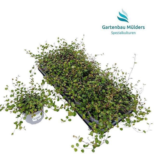 <h4>MUEHLENBECK CO MAORI</h4>