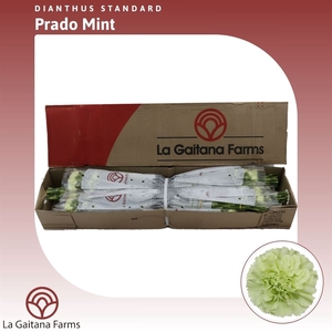 Dianthus St Prado Mint