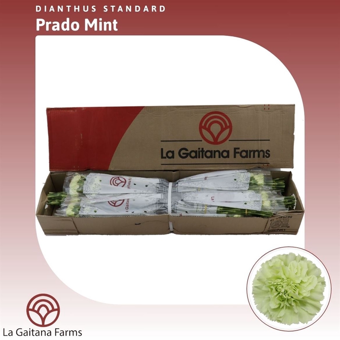 <h4>Dianthus St Prado Mint</h4>