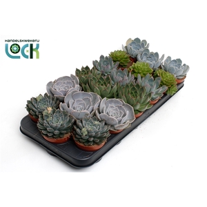 Echeveria Mix