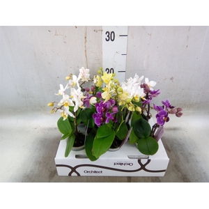 Phalaenopsis   ...mini