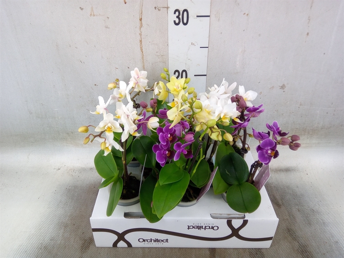 <h4>Phalaenopsis   ...mini</h4>