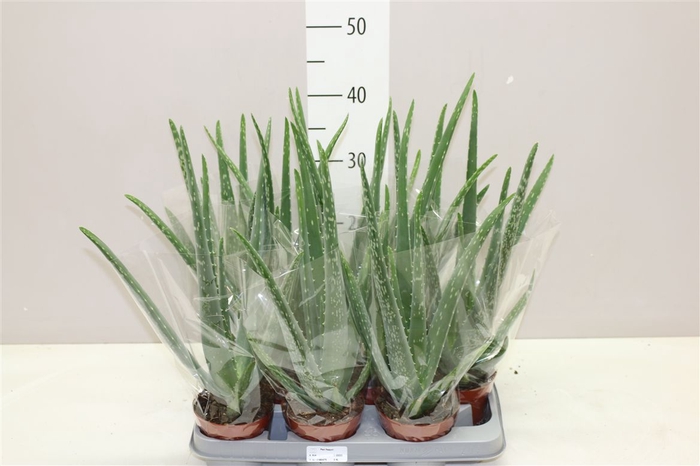 <h4>Aloe Vera</h4>