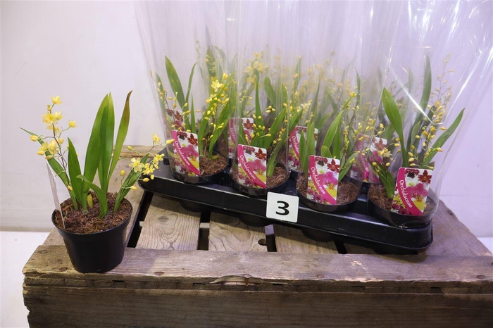 <h4>arr8 Oncidium Ov</h4>