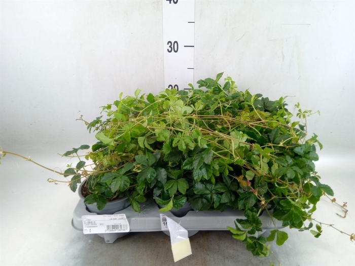 <h4>Cissus   ...</h4>