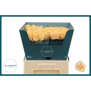 R GR AVALANCHE PEACH