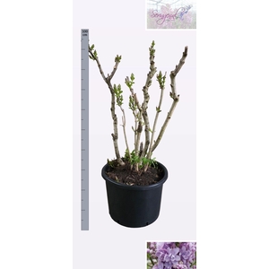 SYRI V MICHEL BUCHNE