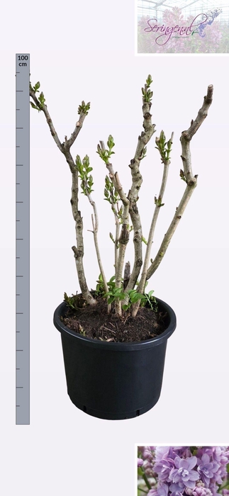 <h4>SYRI V MICHEL BUCHNE</h4>