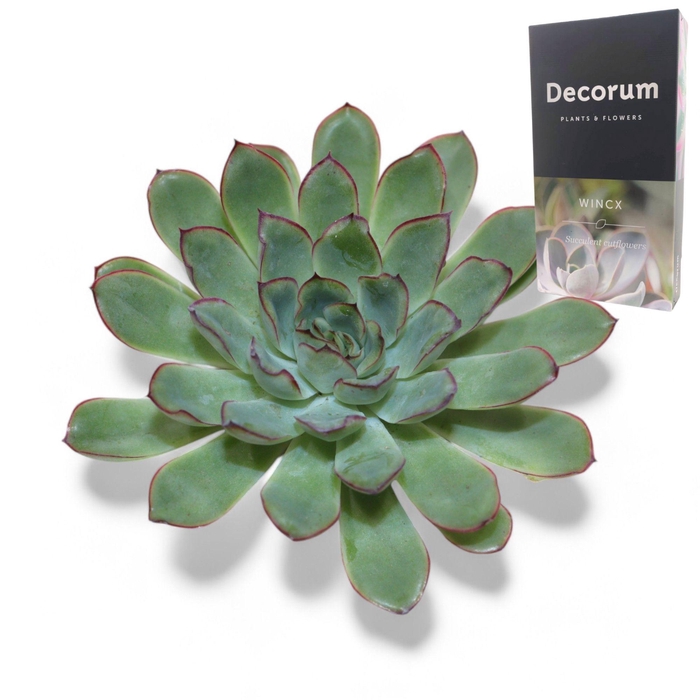 <h4>Echeveria Pulidonis Grey Cutflower</h4>