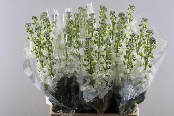 <h4>Matth Phantom White</h4>