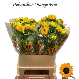 Helian An Orange Fir