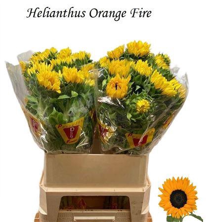 <h4>Helian An Orange Fir</h4>