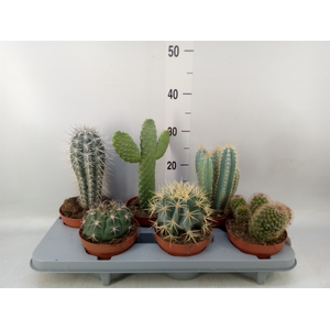 Cactus   ...mix