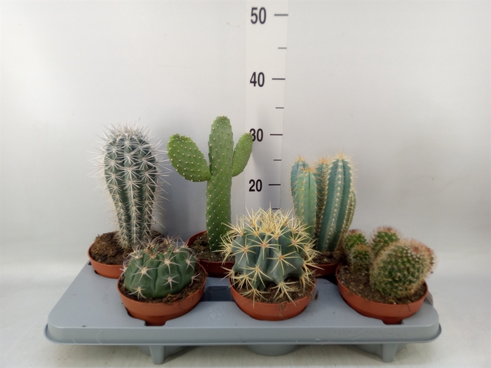 <h4>Cactus   ...mix</h4>