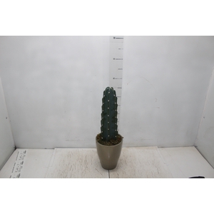 COQ. PLANTAS ORN. T4