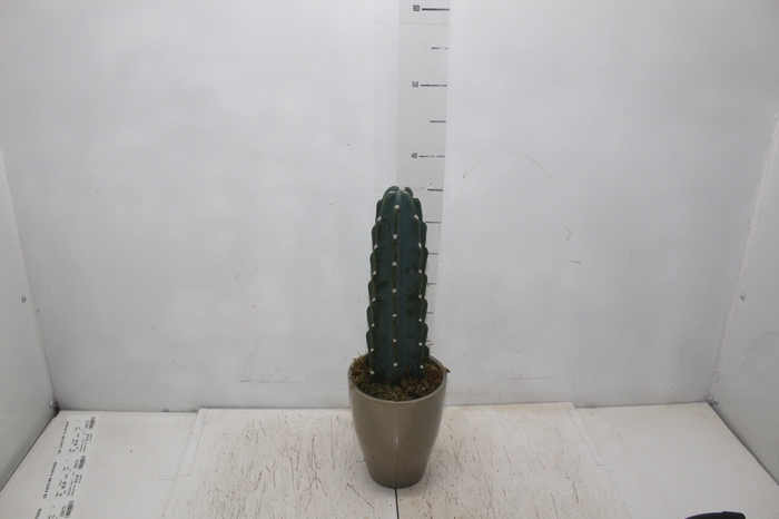 <h4>COQ. PLANTAS ORN. T4</h4>