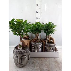 Ficus microcarpa 'Ginseng'