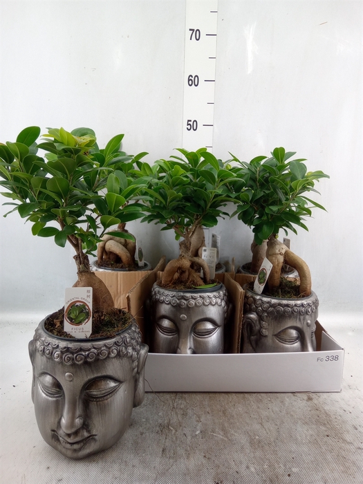 Ficus microcarpa 'Ginseng'