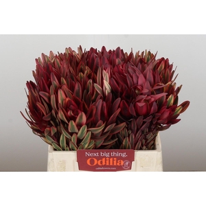 Leucadendron Jester