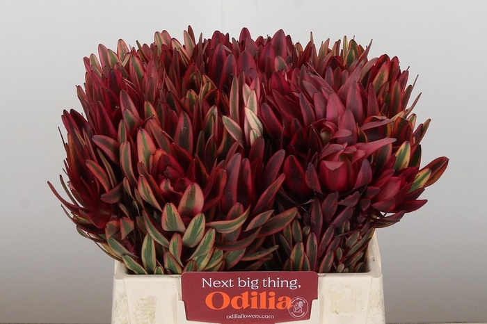 <h4>Leucadendron Jester</h4>