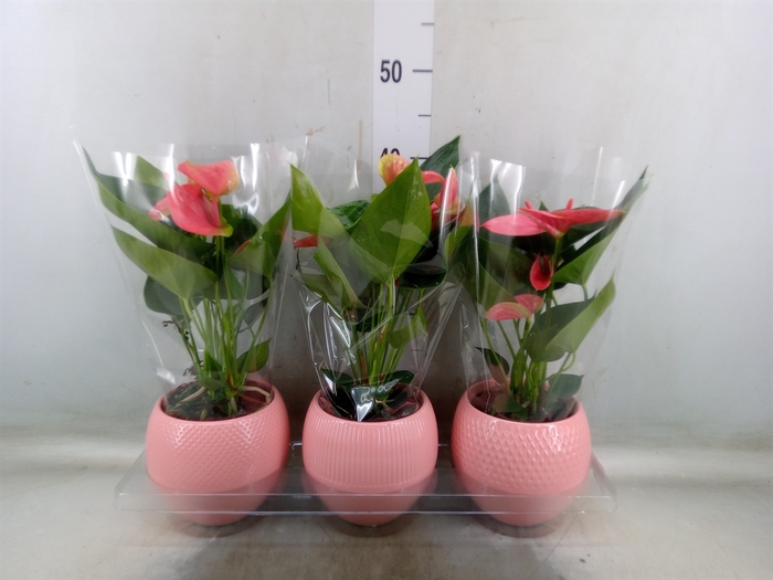 <h4>Anthurium   ...mix</h4>