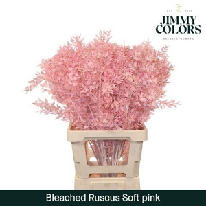 Ruscus Bleached Italy L70 Soft Pink