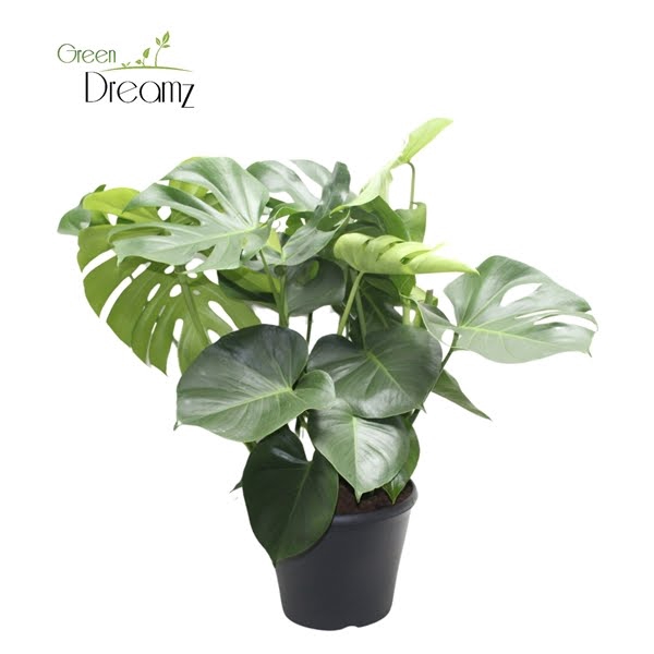 <h4>Monstera Deliciosa Tauerii</h4>