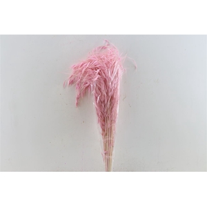 Dried Avena Salv Pink Bunch