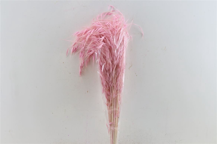 <h4>Dried Avena Salv Pink Bunch</h4>