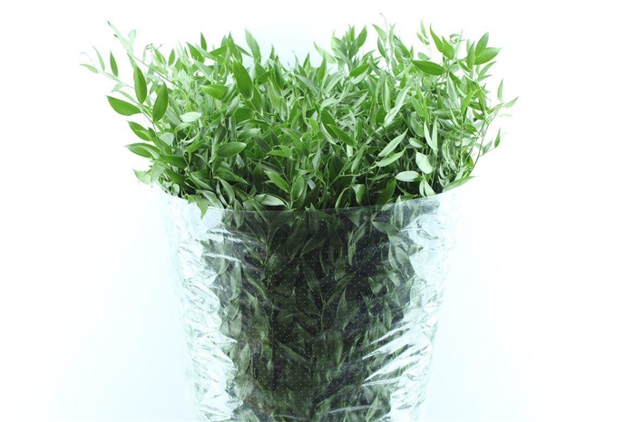 <h4>Ruscus Italy 200 Gram</h4>