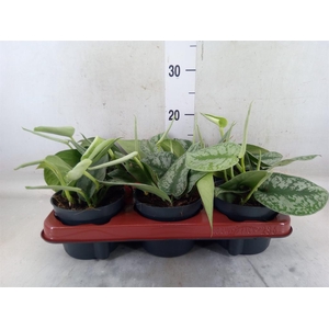 Scindapsus pictus 'Trebie'